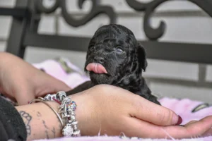 Kira –  Hembra Caniche Toy Negro