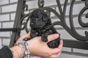 Boby –  Macho Caniche Toy Negro