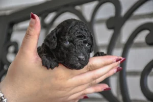 Mora –  Hembra Caniche Toy Negro